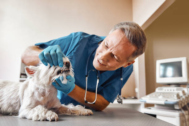 Best Emergency Dental Care for Broken or Chipped Teeth in Bruceton, TN